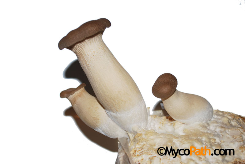 Pleurotus eryngii - King Oyster Mushroom - Click Image to Close