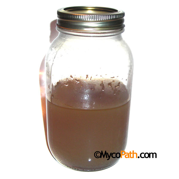Sterile Malt Extract Agar - 500ml Sterile Malt Extract Agar - 500ml
