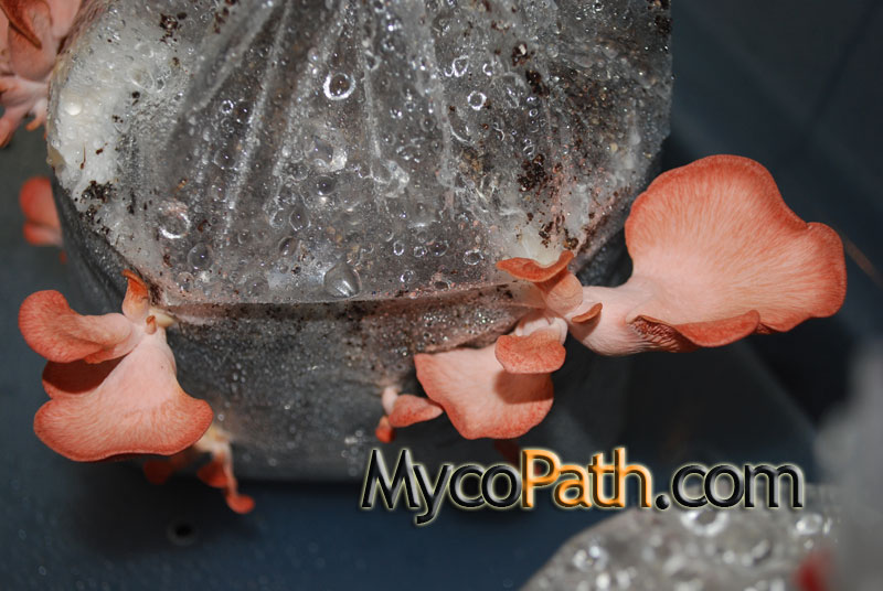 Pleurotus salmoneo - stramineus - Pink Oyster Mushroom