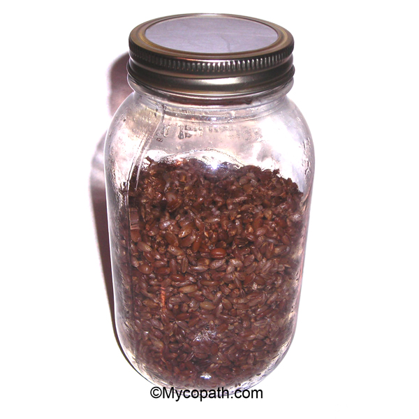 Sterile Quart Rye Grain Jar