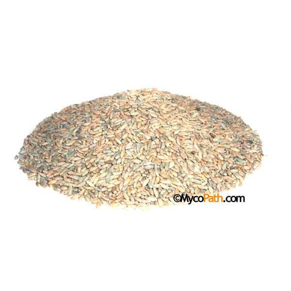 Organic Rye Berries - 3lbs - Click Image to Close