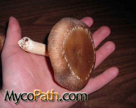 Lentinula edodes - Shiitake Mushroom Strain WVM-090 - Click Image to Close