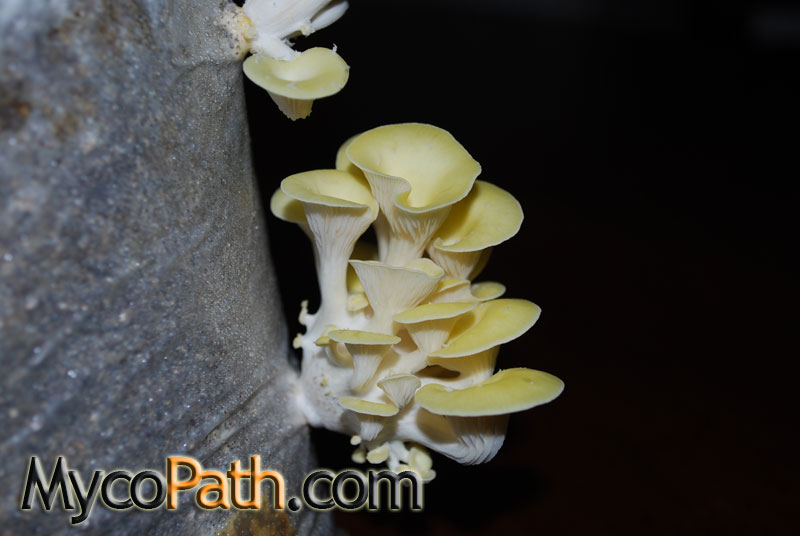 Pleurotus cornucopiae - Yellow Oyster Mushroom - Click Image to Close